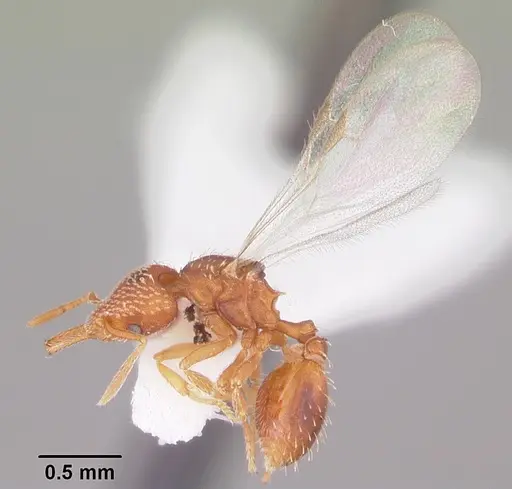 Strumigenys louisianae - CASENT0104528