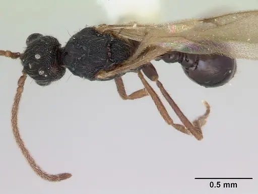 Strumigenys louisianae - CASENT0173255