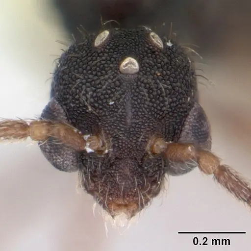 Strumigenys louisianae - CASENT0173255