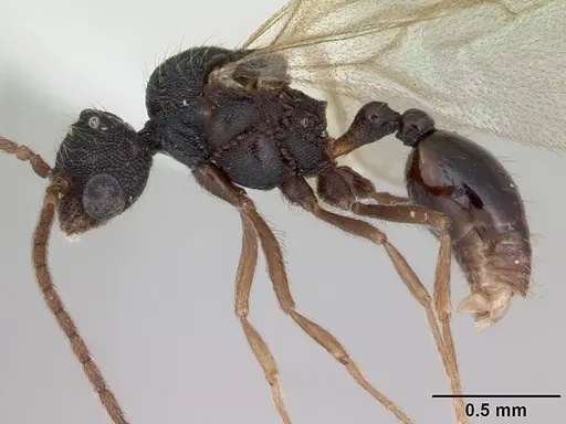 Strumigenys louisianae - CASENT0173255