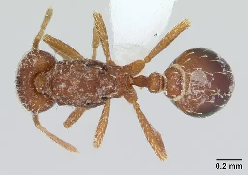 Strumigenys louisianae - CASENT0173256