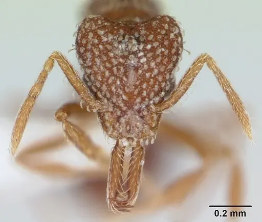 Strumigenys louisianae - CASENT0173256