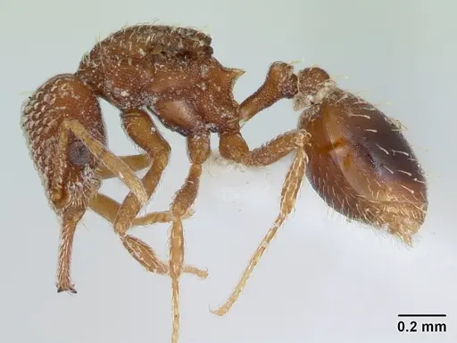 Strumigenys louisianae - CASENT0173256