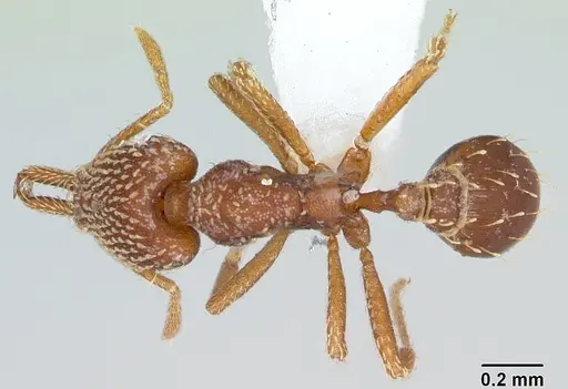 Strumigenys louisianae - CASENT0173257