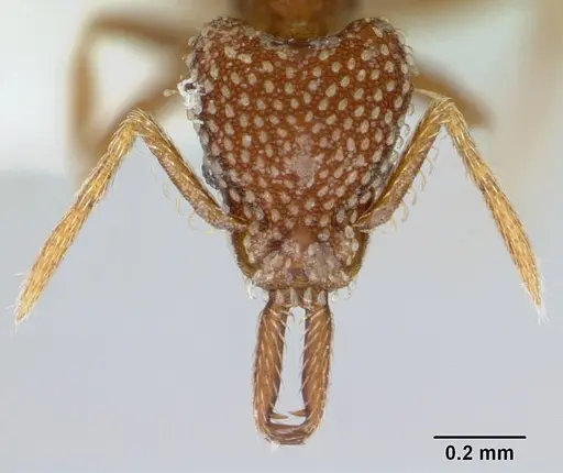 Strumigenys louisianae - CASENT0173257