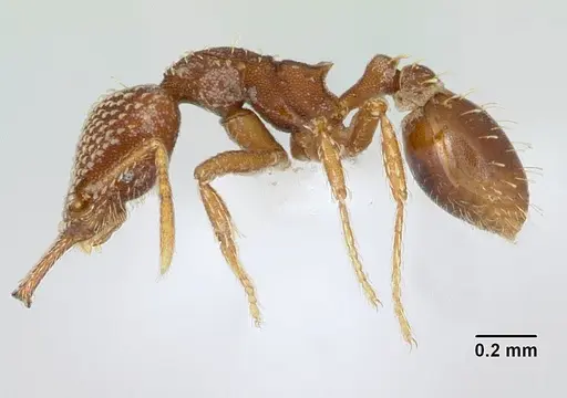 Strumigenys louisianae - CASENT0173257