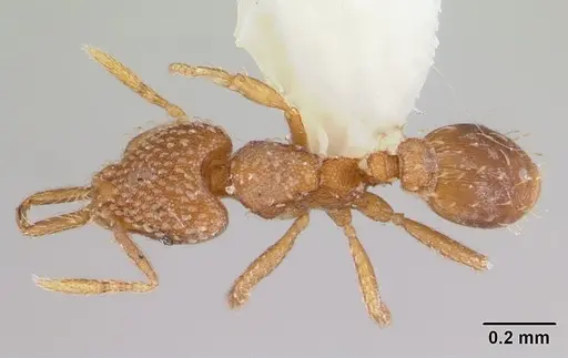 Strumigenys louisianae - CASENT0178126