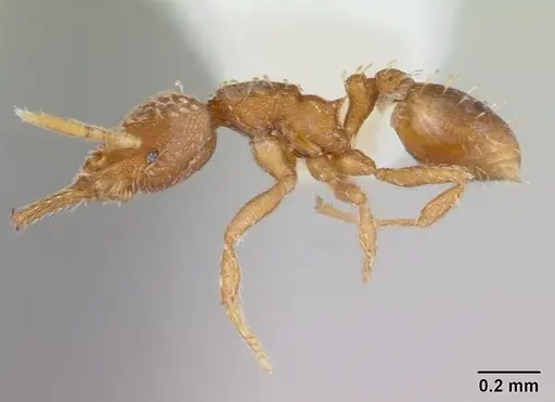 Strumigenys louisianae - CASENT0178126