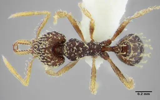 Strumigenys louisianae - CASENT0634061