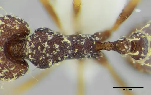 Strumigenys louisianae - CASENT0634061