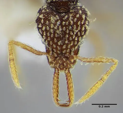 Strumigenys louisianae - CASENT0634061