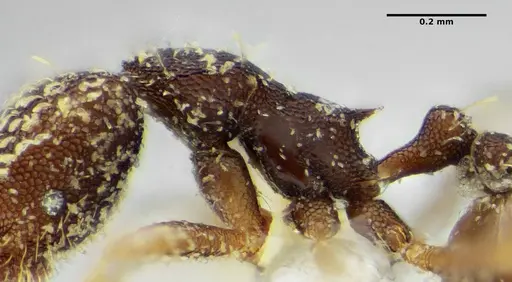 Strumigenys louisianae - CASENT0634061