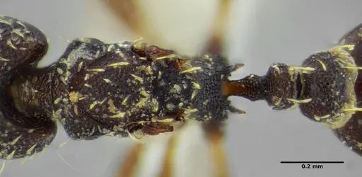 Strumigenys louisianae - CASENT0634062