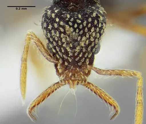 Strumigenys louisianae - CASENT0634062