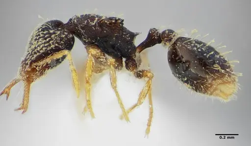 Strumigenys louisianae - CASENT0634062