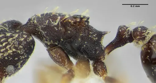 Strumigenys louisianae - CASENT0634062