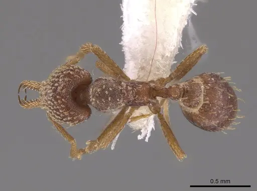 Strumigenys louisianae - CASENT0648376