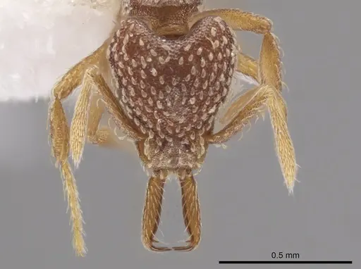 Strumigenys louisianae - CASENT0648376