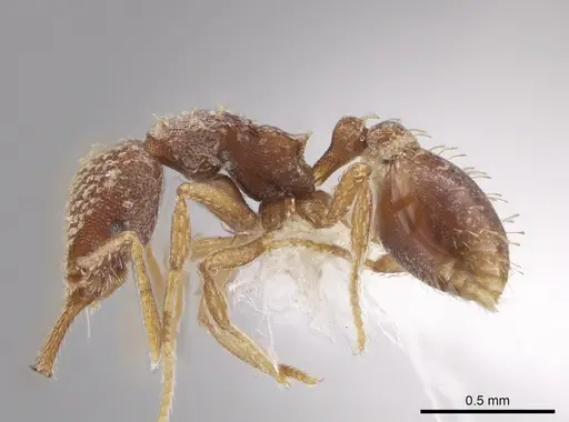 Strumigenys louisianae - CASENT0648376