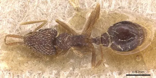 Strumigenys louisianae - CASENT0904934