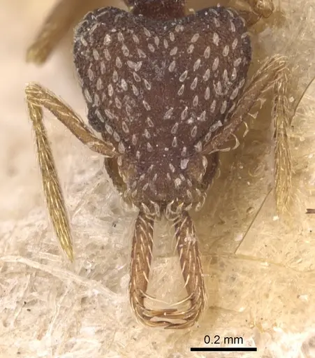 Strumigenys louisianae - CASENT0904934