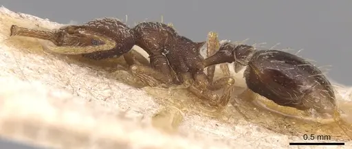 Strumigenys louisianae - CASENT0904934