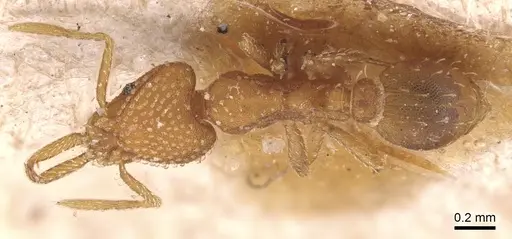 Strumigenys louisianae - CASENT0904935