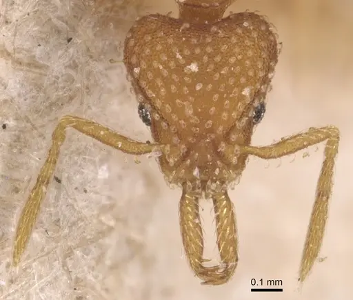 Strumigenys louisianae - CASENT0904935