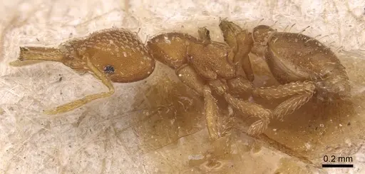 Strumigenys louisianae - CASENT0904935