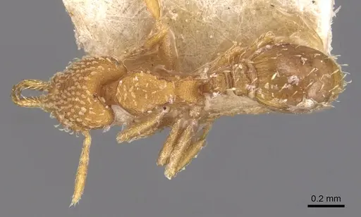 Strumigenys louisianae - CASENT0904939