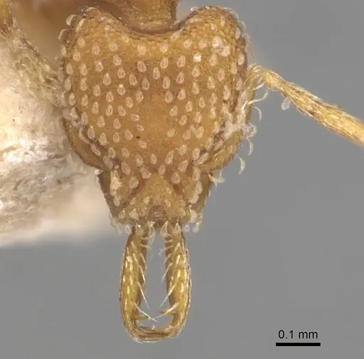 Strumigenys louisianae - CASENT0904939