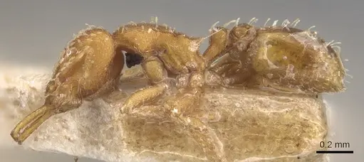 Strumigenys louisianae - CASENT0904939