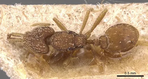 Strumigenys louisianae - CASENT0905785