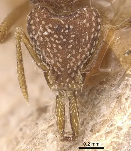 Strumigenys louisianae - CASENT0905785