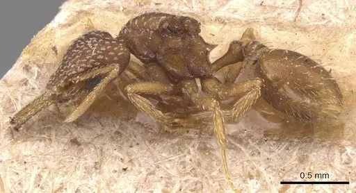 Strumigenys louisianae - CASENT0905785