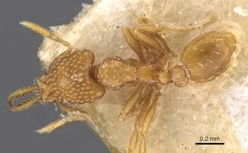 Strumigenys louisianae - CASENT0909323