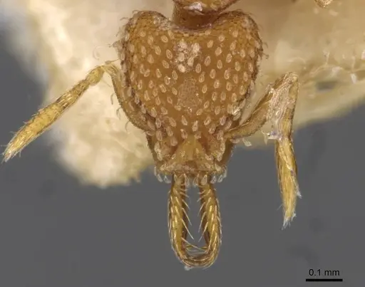 Strumigenys louisianae - CASENT0909323