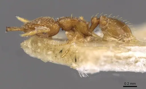 Strumigenys louisianae - CASENT0909323