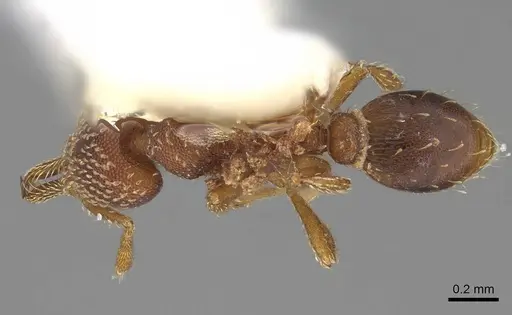 Strumigenys louisianae - CASENT0914505