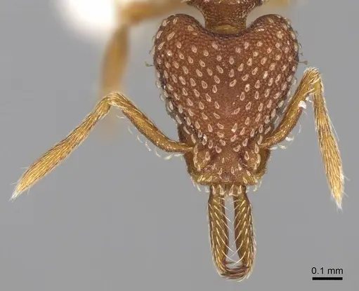 Strumigenys louisianae - CASENT0914505