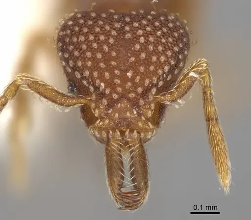 Strumigenys louisianae - CASENT0914505