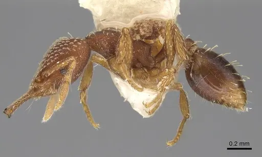 Strumigenys louisianae - CASENT0914505