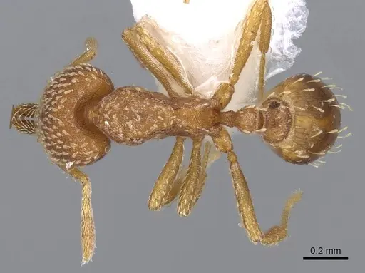 Strumigenys louisianae - CASENT0914742