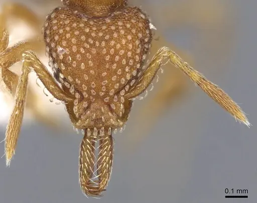 Strumigenys louisianae - CASENT0914742