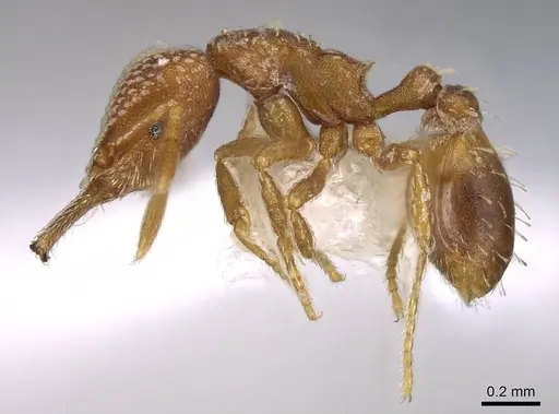 Strumigenys louisianae - CASENT0914742