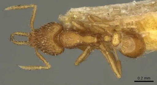 Strumigenys louisianae - CASENT0915694