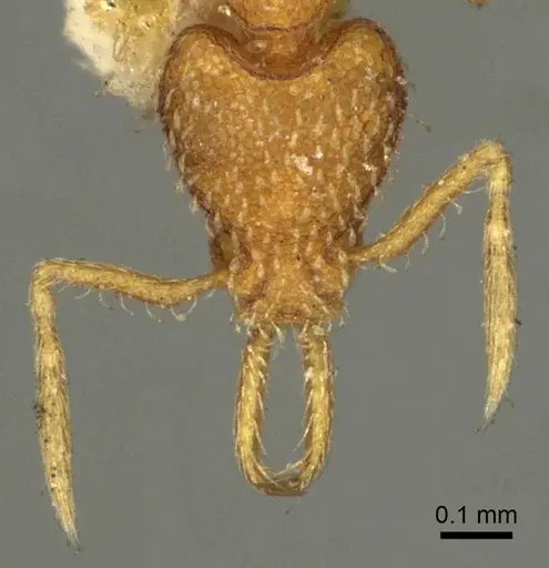 Strumigenys louisianae - CASENT0915694