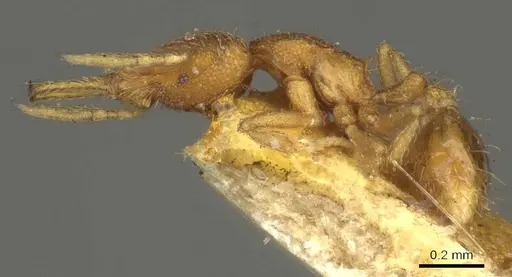 Strumigenys louisianae - CASENT0915694