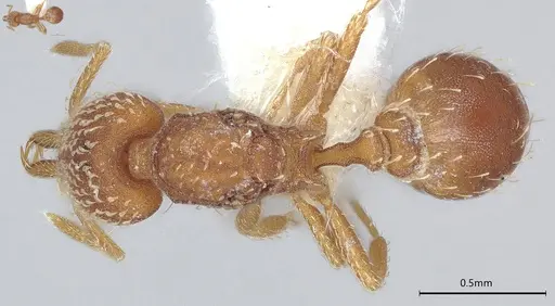 Strumigenys louisianae - CASENT4036206