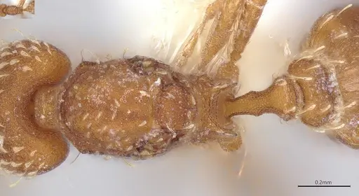 Strumigenys louisianae - CASENT4036206